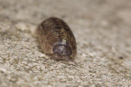 Réf. 223 381 : Armadillidium vulgare